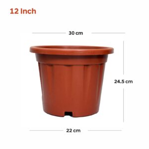Regular (12 inch )