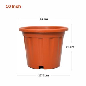 Regular (10 inch)