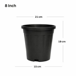 Regular (8 inch )