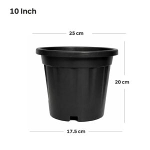 Regular (10 inch)