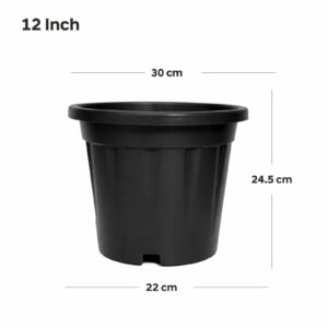 Regular (12 inch)